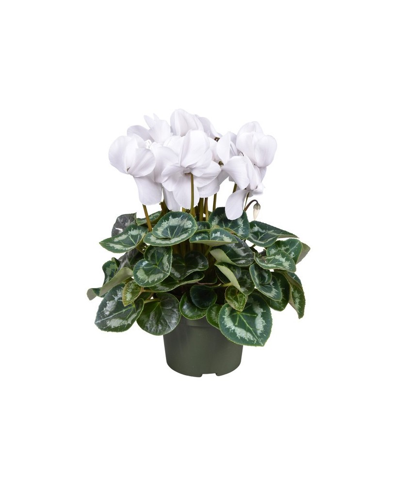 Cyclamen Planta Ornamental Elegante para Interior y Exterior