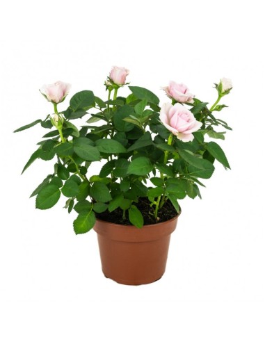 Rosal Mix - Variedad de Rosas Coloridas y Aromáticas para Jardín

