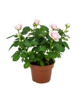 Rosal Mix - Variedad de Rosas Coloridas y Aromáticas para Jardín

