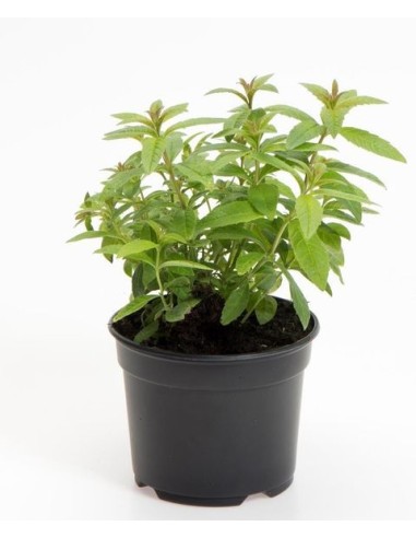 Aloysia Triphylla (Hierba Luisa)  Planta Aromática y Medicinal | Endanea Garden

