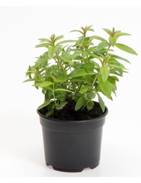 Aloysia Triphylla (Hierba Luisa)  Planta Aromática y Medicinal | Endanea Garden

