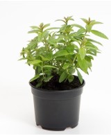 Aloysia Triphylla (Hierba Luisa)  Planta Aromática y Medicinal | Endanea Garden

