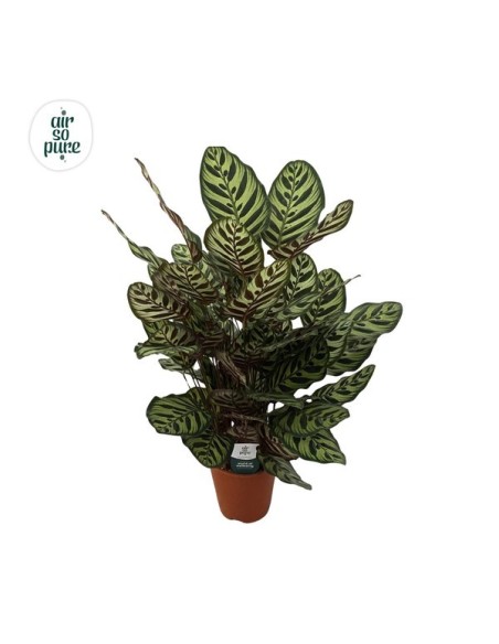 Calathea Makoyana M19 planta ornamental de interior hojas decorativas