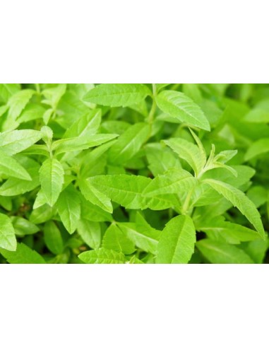 Aloysia Triphylla (Hierba Luisa)  Planta Aromática y Medicinal | Endanea Garden

