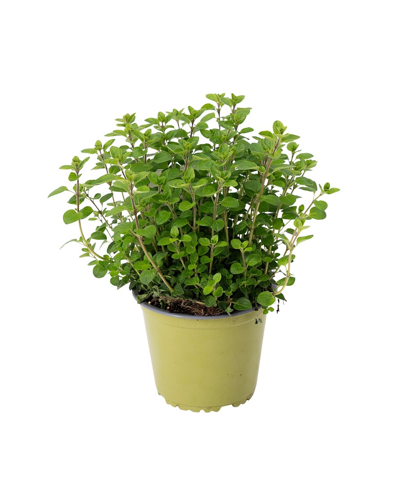 Orégano Eco Orgánico  Sabor Intenso y Cultivo Ecológico | Endanea Garden

