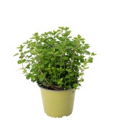 Orégano Eco Orgánico  Sabor Intenso y Cultivo Ecológico | Endanea Garden

