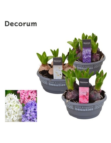 Hyacinthus Or Extra M16 Planta Bulbosa Ornamental con Floración Intensa