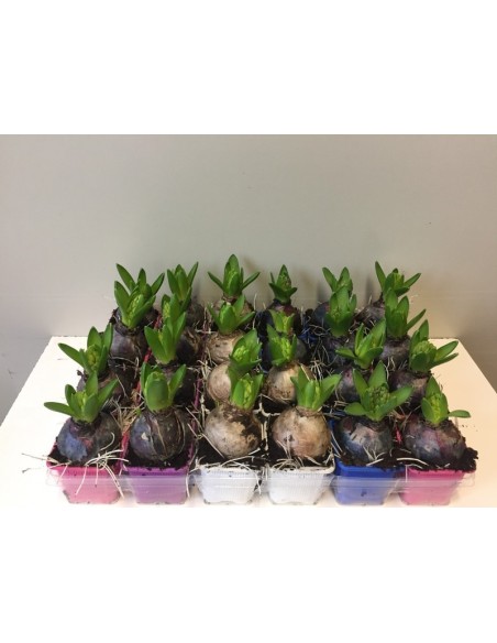 Hyacinthus Or Pearl 5 Colours M7 Planta Bulbosa Ornamental Colorida para Interiores y Exteriores