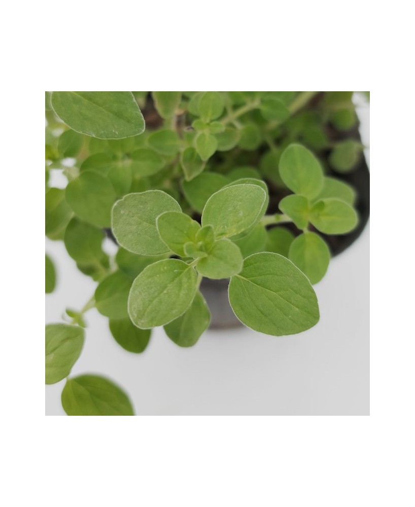 Orégano Eco Orgánico  Sabor Intenso y Cultivo Ecológico | Endanea Garden

