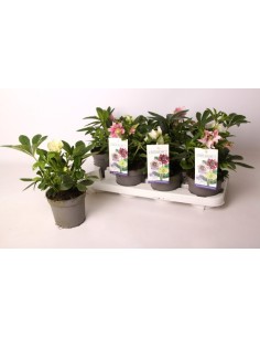 Helleborus Orientallis Mix M13 Planta Ornamental Flores Variadas Jardín Interiores