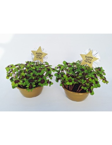 Oxalis Deppei Happy New Year M16 Planta Ornamental Tréboles Cuatro Hojas