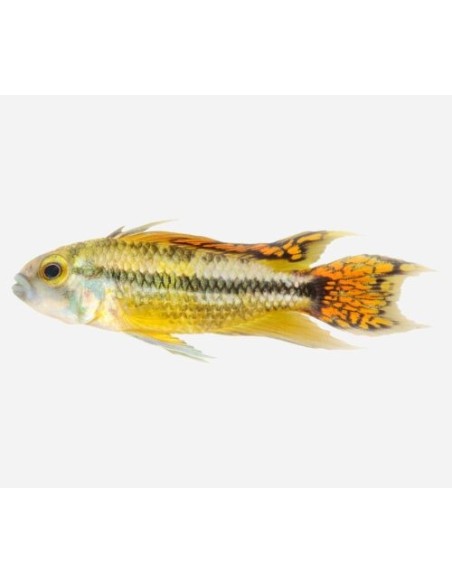 APISTOGRAMMA CACATUOIDES DOUBLE ORANGE