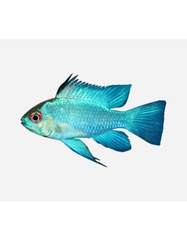 MICROGEOPHAGUS RAMIREZZI  AZUL ELECTRICO 3-4CM