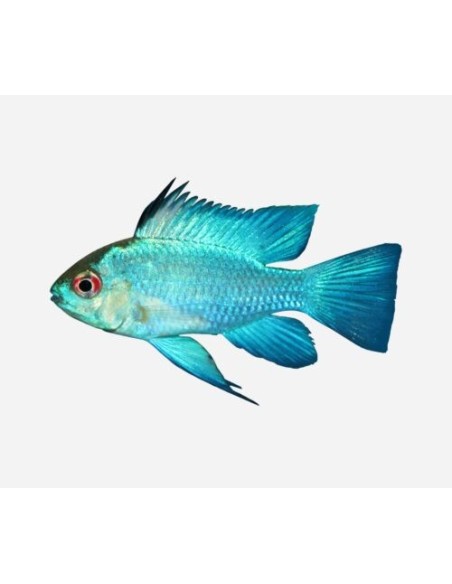 MICROGEOPHAGUS RAMIREZZI  AZUL ELECTRICO 3-4CM