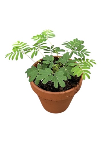 Mimosa Pudica M8 Planta Sensitiva para Interiores y Macetas