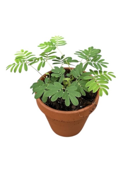 Mimosa Pudica M8 Planta Sensitiva para Interiores y Macetas