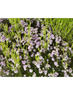 Diosma Hirsuta Pink Fountain 2.5L Arbusto Ornamental Rosado para Jardín y Macetas