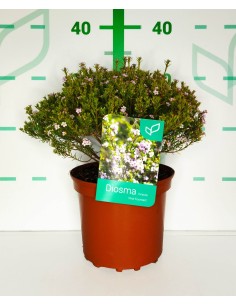 Diosma Hirsuta Pink Fountain 2.5L Arbusto Ornamental Rosado para Jardín y Macetas 2