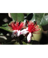 Feijoa Sellowiana 5L 30/40 Arbusto Frutal Ornamental y Productivo