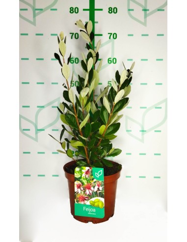 Feijoa Sellowiana 5L 30/40 Arbusto Frutal Ornamental y Productivo