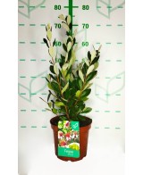 Feijoa Sellowiana 5L 30/40 Arbusto Frutal Ornamental y Productivo
