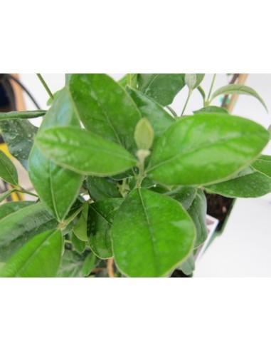 Feijoa Sellowiana 5L 30/40 Arbusto Frutal Ornamental y Productivo