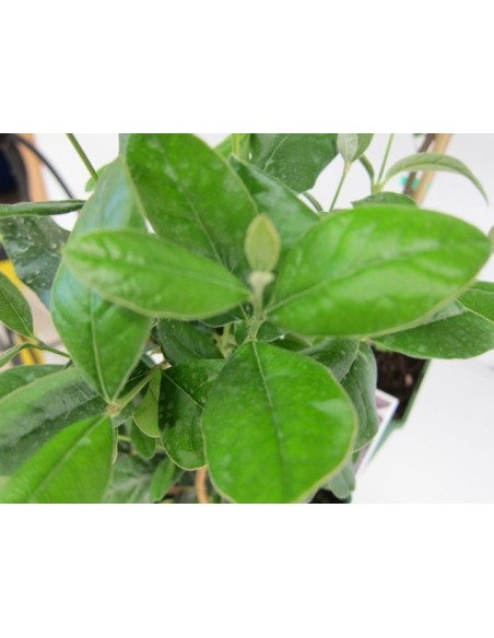 Feijoa Sellowiana 5L 30/40 Arbusto Frutal Ornamental y Productivo