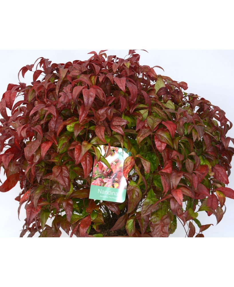 Nandina Domestica Fire Power 7.5L 40/50 Arbusto Ornamental para Jardín y Terraza