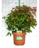 Nandina Domestica Fire Power 7.5L 40/50 Arbusto Ornamental para Jardín y Terraza