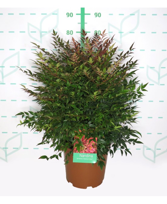 Nandina Domestica Obsesed Seika 10L Arbusto Ornamental para Jardín y Terraza