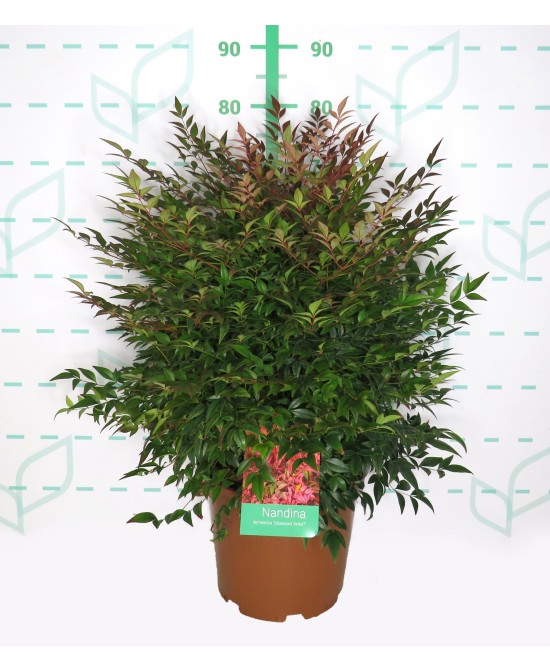 Nandina Domestica Obsesed Seika 10L Arbusto Ornamental para Jardín y Terraza