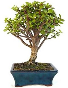 Bonsái 5 años Portulacaria Afra planta suculenta decoración zen