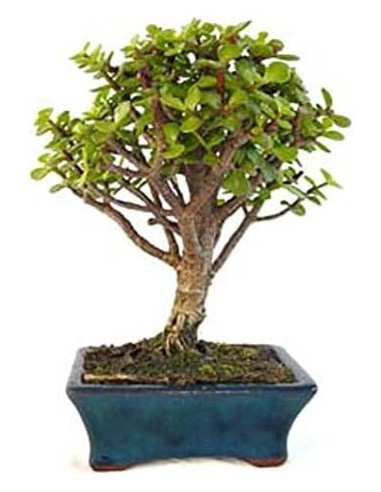 Bonsái 5 años Portulacaria Afra planta suculenta decoración zen