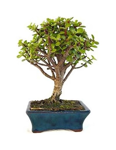Bonsái 5 años Portulacaria Afra planta suculenta decoración zen