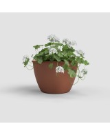 Maceta Algarve Pared 30cm Terracota - Ideal para Jardines Verticales, Terrazas y Balcones
