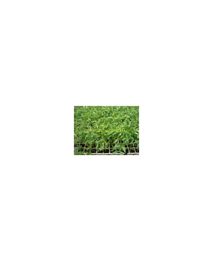PLANTA HORTICOLA