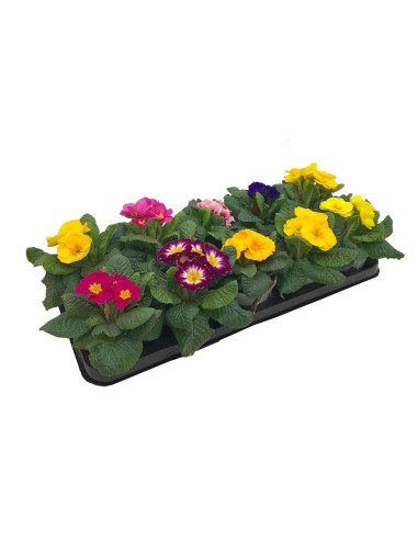 PRIMULA M13 KM0
