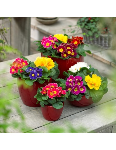 PRIMULA M13 KM0