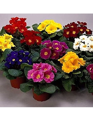 PRIMULA M13 KM0