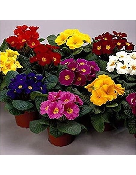 PRIMULA M13 KM0