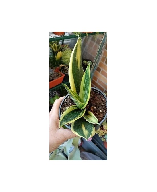 SANSEVIERIA TRIF GOLDEN EDGE HAHNII