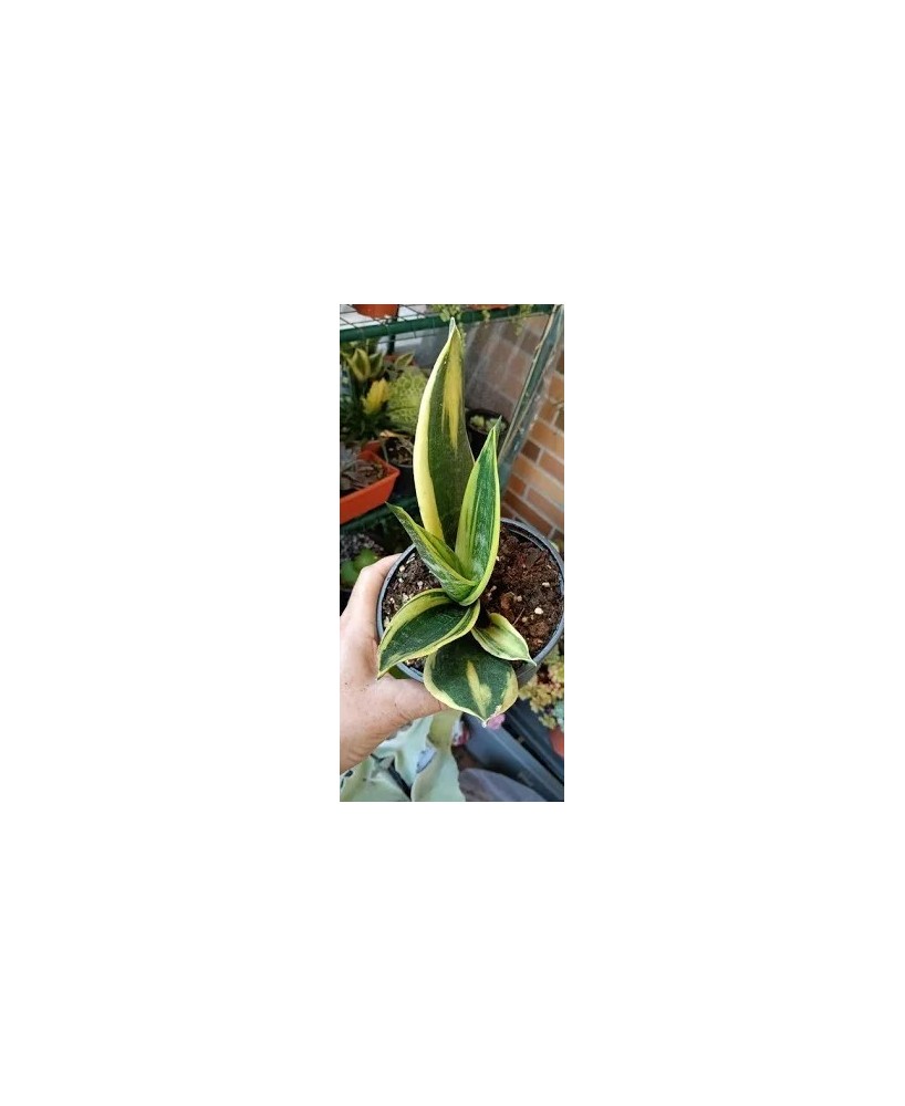 SANSEVIERIA TRIF GOLDEN EDGE HAHNII
