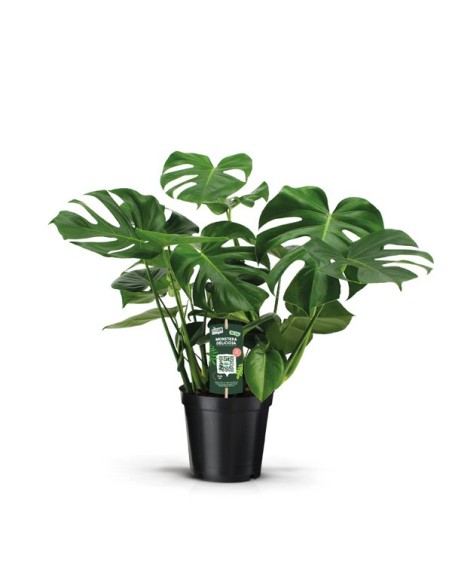MONSTERA DELICIOSA MOSS POLE M19