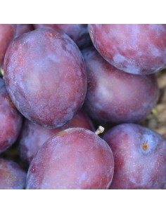 CIRUELO PRESIDENT C10L 2