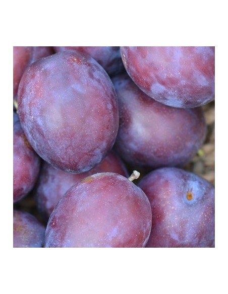 CIRUELO PRESIDENT C10L