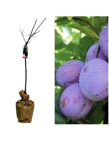 CIRUELO PRESIDENT C10L