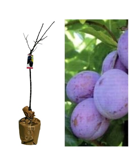 CIRUELO PRESIDENT C10L