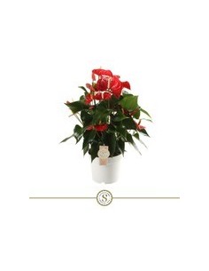Anthurium Andr Champion Rojo M17  Planta de interior elegante con flores rojas

 2