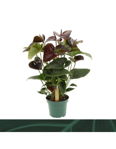 ANTHURIUM ANDR ESSENCIA M14 ROJO OSCURO