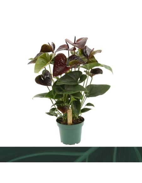 ANTHURIUM ANDR ESSENCIA M14 ROJO OSCURO